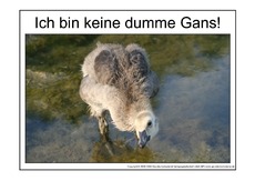 Dumme-Gans-3.pdf